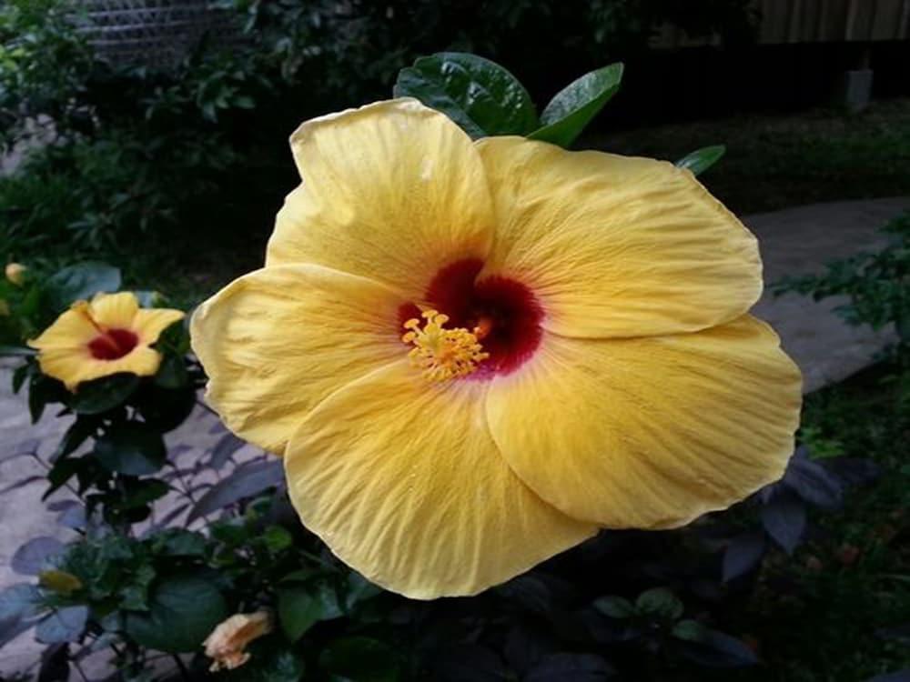 Bird Of Paradise Bungalows แกบ ภายนอก รูปภาพ